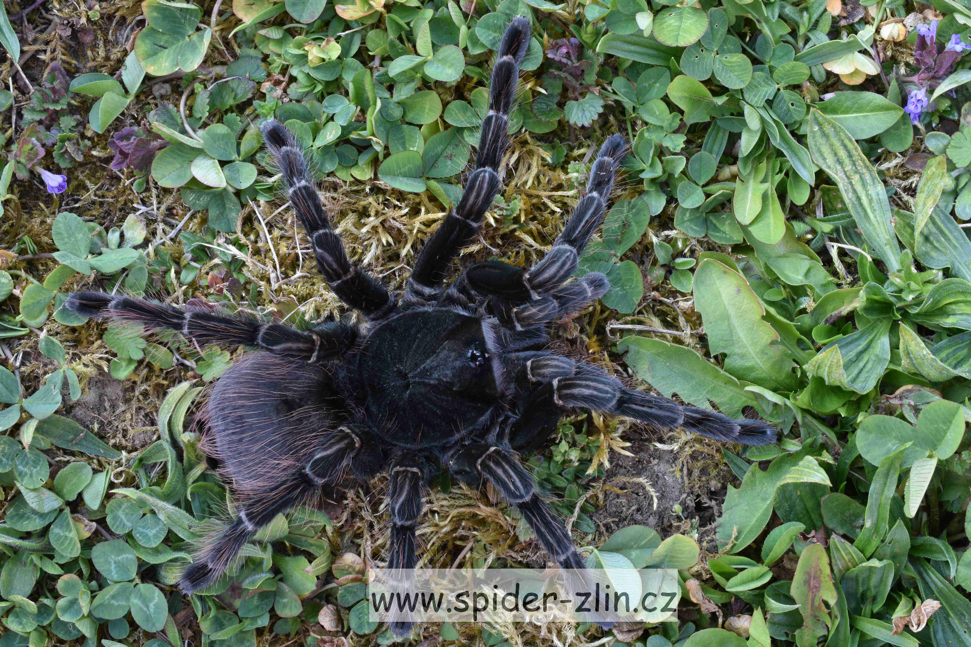 Pamphobeteus insignis